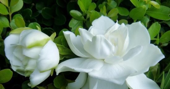  『栀子花』茉莉、栀子花期延长，开花不断的小秘诀