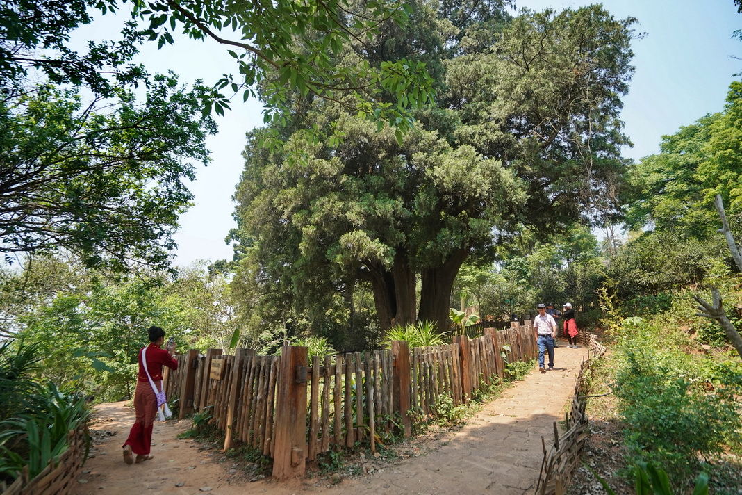 云南一株低调古柏，中国可排前三却少人知道，村民说有茶就足够了