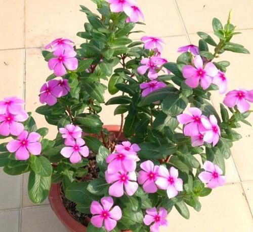 「修剪」这花就叫“天天开”,咔咔一通剪,长成“小花树”,繁殖几十盆