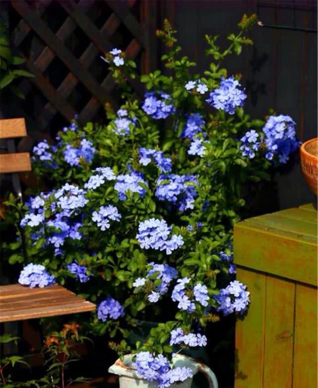  『花卉植物』立夏阶段“花怕热”，种上8种“耐夏花”，都比太阳花美、还好养
