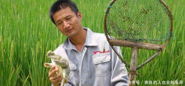 春季，农民在稻田里偷偷养它，现在亩收一万好几