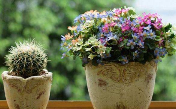  花卉植物■“精通园艺”是一种什么体验？花友：从一个坑掉进另一个坑！