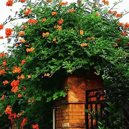  [花钱买]建议家里有空地：鲜花不再花钱买，阳台种一盆，天天采不完