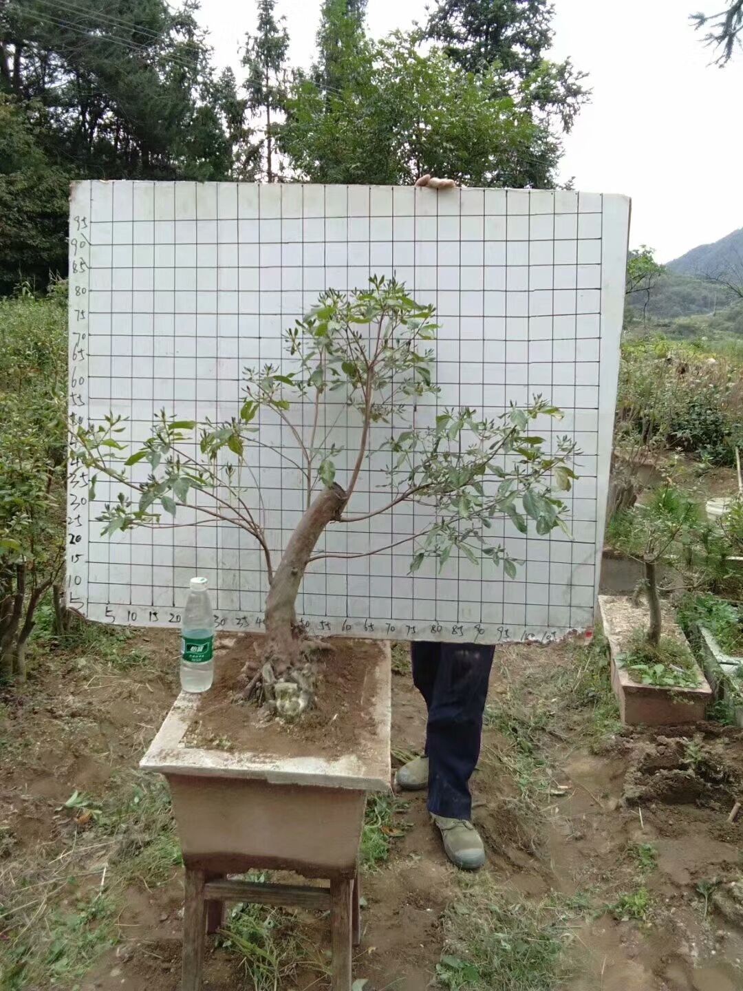 乡村中好玩好看的盆景和石头不少，有的不孬!