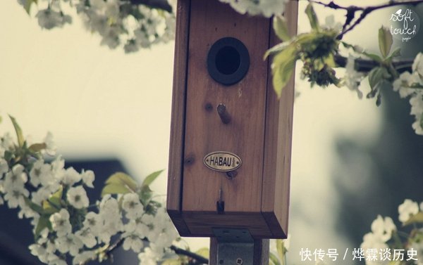  「果实」你认为阳台上的花草有点单一吗试着种些水果罐