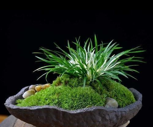  「重视」这野草，长在小溪边，是中药“珍宝”，若遇见，请重视！