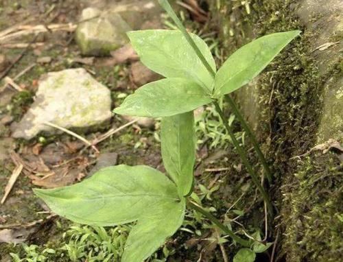 「人称」在干燥的荒地里，1种“小草”珍贵，人称“半夏”，别忽视它
