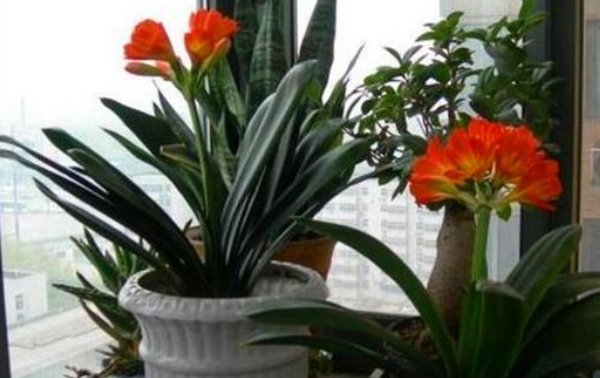  【富贵】3种花自带“财气”,家里养一盆,财源广进、日子越来越红火
