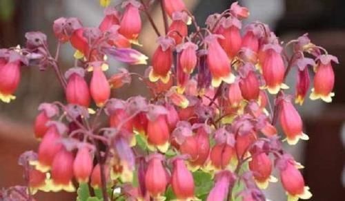  「枯萎」想要长寿盆栽多开花，少见太阳少浇水，很多人做错，难怪花卉枯萎