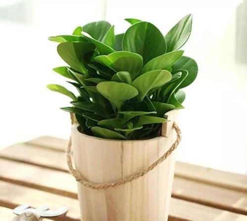  『植物』最适合放在卫生间的10种植物，赶紧养一盆吧！