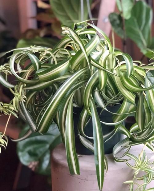  『湿润的半阴』植物也爱“烫发”，推荐五种叶子卷曲的植物，家里养一盆，新颖别