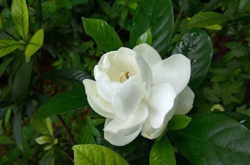 『肥皂水』花卉种植技术:栀子花生根营养液制作,食用白醋促使快速生根!