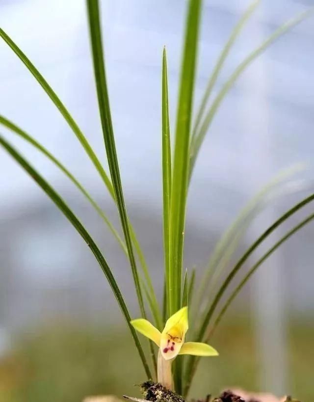  温度■兰花什么时候开花，谁说了算？这样说你就明白了