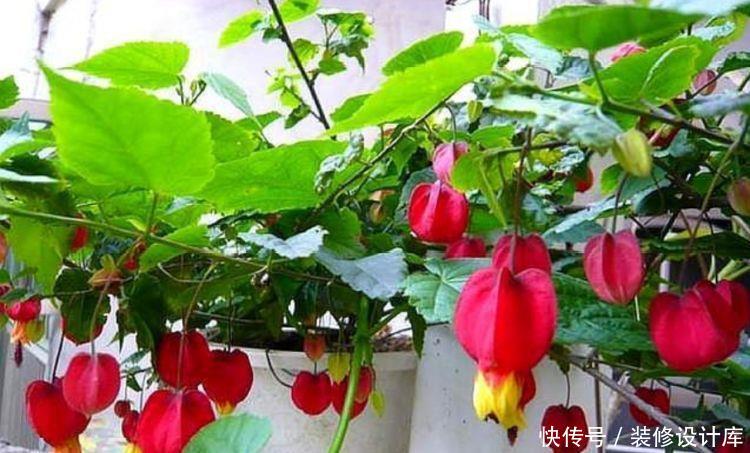 「海棠」好养易爆盆的“5种花”,阳台养几盆,直接开成百花园,人见人爱