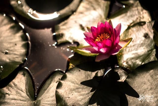 南京池杉湖，华东地区最大的水上池杉林，秋色醉美的观鸟胜地