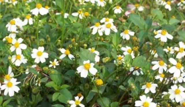  『杂草』农村4种“野草”，农民眼中的杂草，老中医却当成稀世宝，珍贵