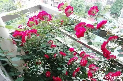  玫瑰：喜欢菊花，不如养盆“精品玫瑰”黑魔术，花开色如黑墨，高贵典雅