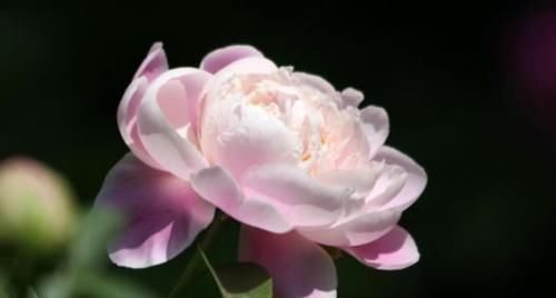 观赏@此盆栽花期超长,全年开花,花香沁人心扉,开花娇艳惹人爱