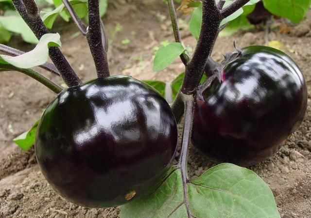  『子和螃蟹』茄子和蘑菇一起吃会中毒？和螃蟹同吃会腹泻？怎样吃茄子才健康？