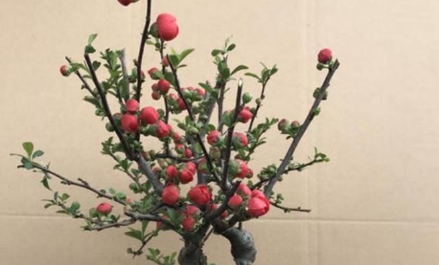  『花开』海棠花在室内开，注意这些养护知识，花开又大又艳丽！