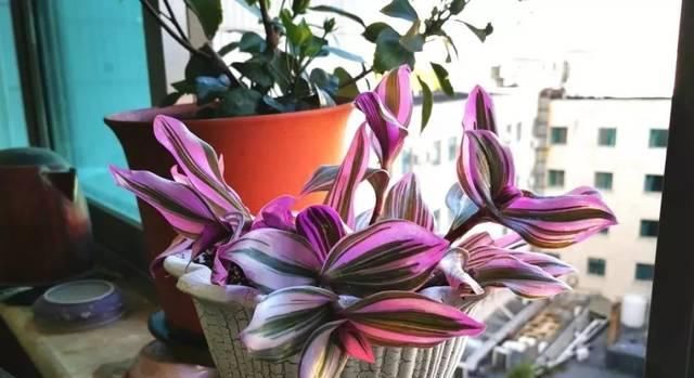  『比花』这几种受欢迎的耐阴花，一养就上瘾，叶子比花美！