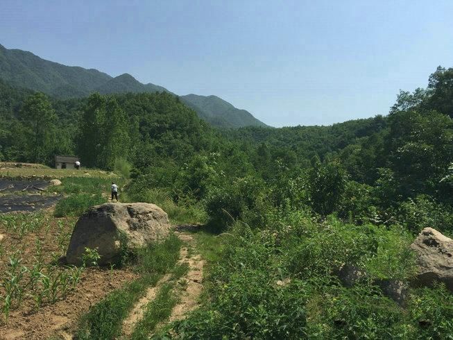 河南大龙结宝穴七脑芙蓉大帐，穴隐脉藏待高人指点风水