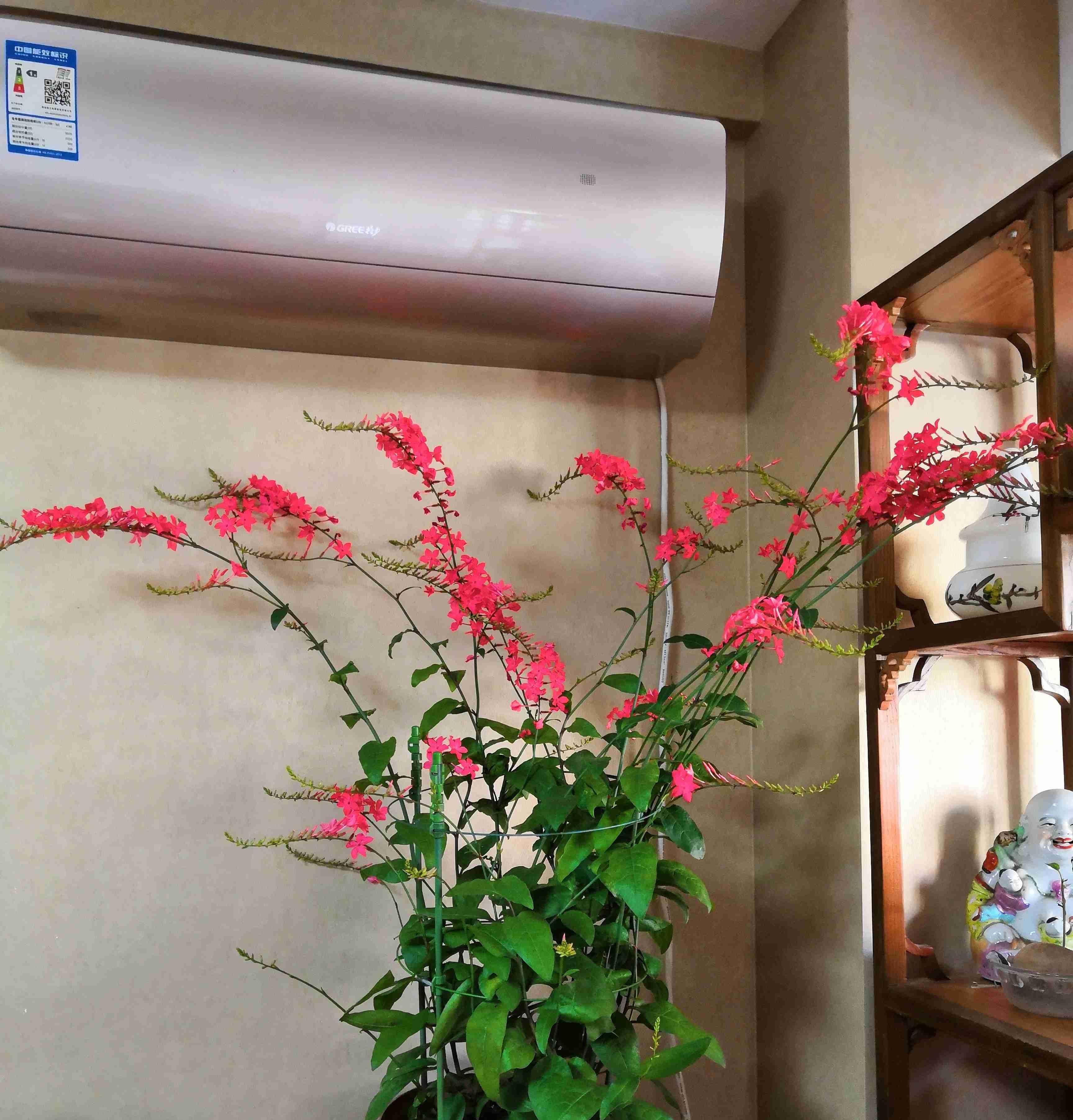 「拥有」夏季养花选这种,超级好养,花、叶俱美,全年可开花,值得拥有