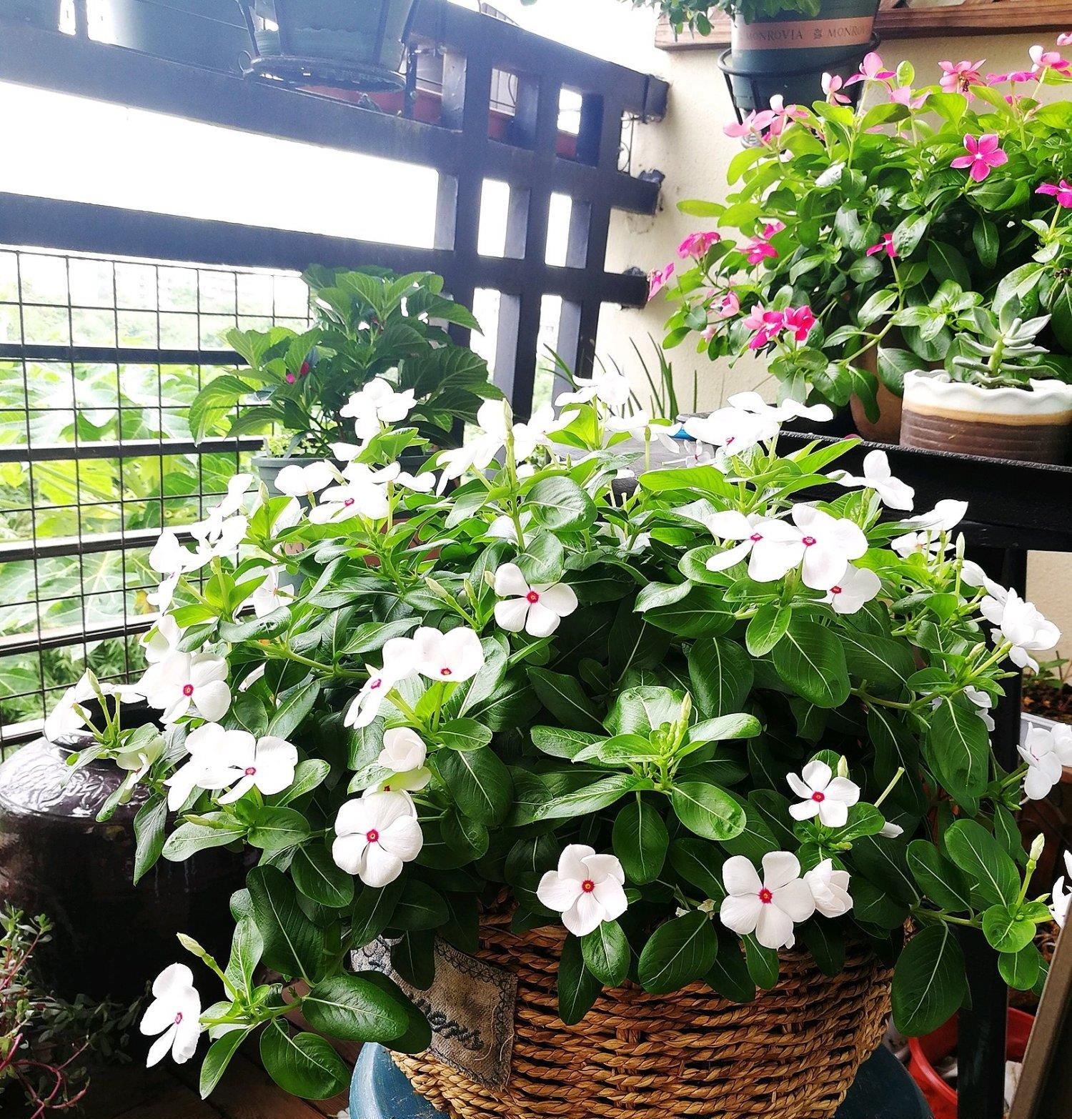  『植物』开花最勤快的植物，天天开花，养护容易，是盆栽佳品，还可做盆景