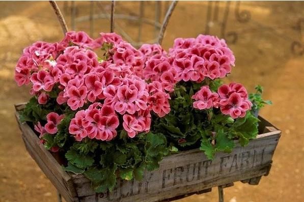 草本植物■这“4种花”吊起来养,漂亮好看又好养,不占地方开花多,超美!