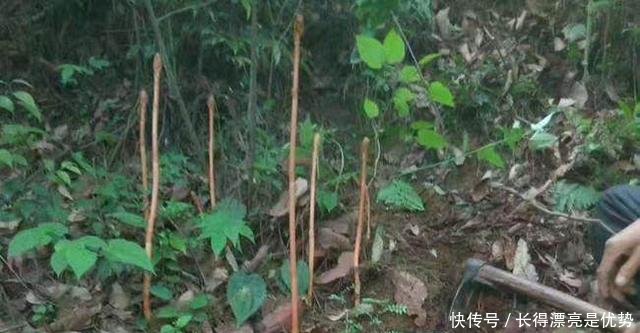 山里的这种宝贝，无叶也无根，却开花结果，可惜快被挖绝了