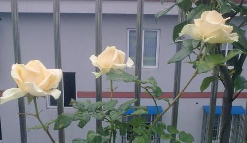  「养花」月季花只有这样施肥，枝叶才繁茂，四季开花，纯干货型的养花技巧