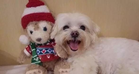 准婆婆迷信称养狗怀不上孩子，准儿媳傻眼：难道结婚要先丢了狗？