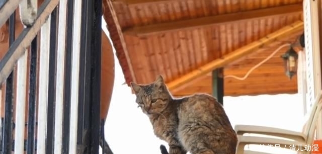  奶奶：瘦弱老猫流浪多年，因一碗剩饭而“隐居”村庄，每天凌晨叫醒奶奶