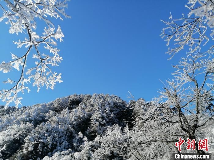 黄山现雾凇景观 大美风光引游客留影