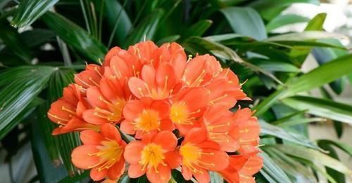  『浇错』养君子兰，浇水姿势居然很关键，浇错水叶片脏兮兮，发黄又烂根