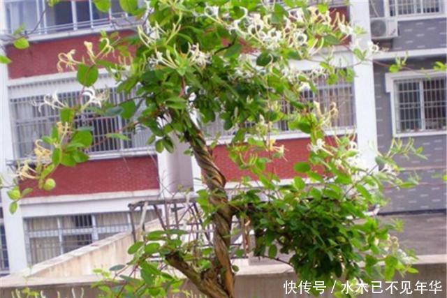 夏季|夏季摘1个枝,丢盆里,来年花开满阳台,成枝肥叶壮有价值的盆景