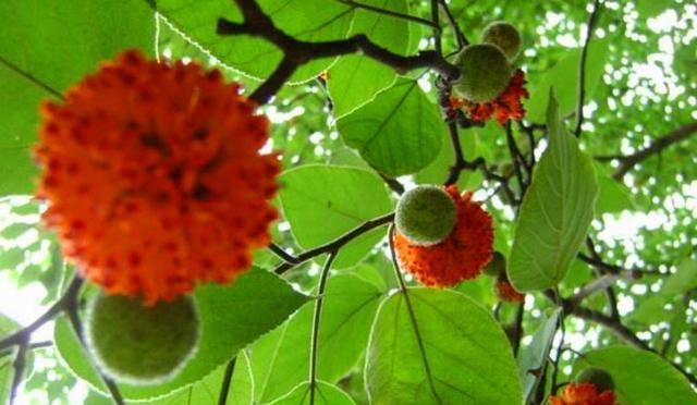  【砍伐】乡下一种野树随处可见，老农们看到就砍伐，却不知它浑