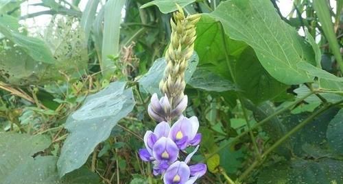  #山药#这种植物，根像“山药”，有“南方人参”之称，遇到请珍惜