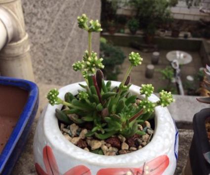  [品种]养植物就选此5款，品种不寻常，养护却倍加省心，观赏价值高