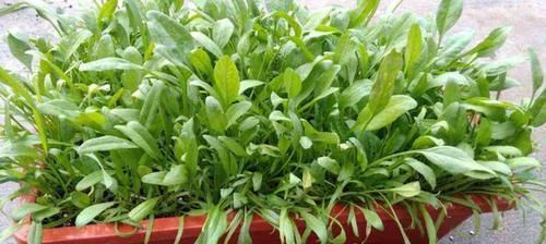  [照看]上班族种花不如种菜，不花时间照看，结得生鲜蔬菜，一家人吃不完