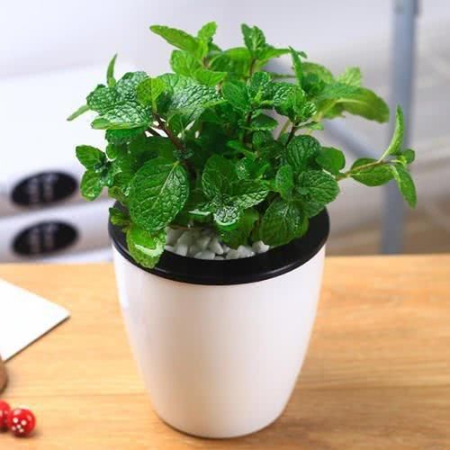  「植物」4种香香菜养在厨房，吸收油烟净化空气，随手摘一片还能调味