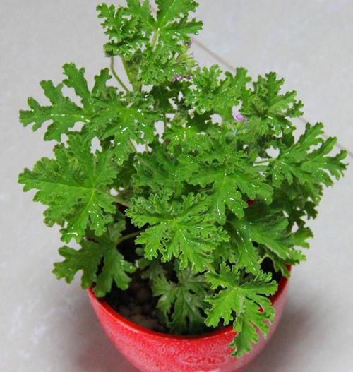  #环境中#在卫生间养这几种植物，轻松祛除异味，让空气更清新！