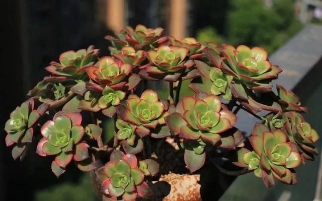  「属多肉植物」推荐八种高颜值多肉，好看又好养