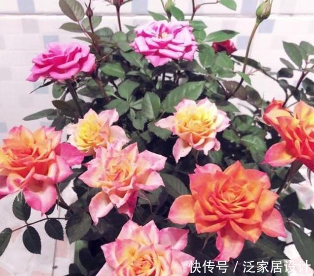  『万能』月季瘦瘦难长，盆里掺点“万能土”，枝粗叶壮，花芽呼呼冒出头