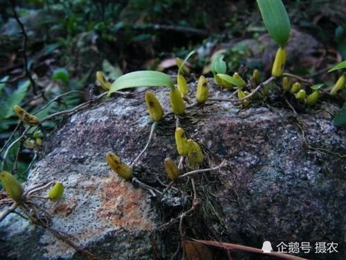 长地上的一种“黄金”，人称“楼上楼”，一斤300元价格不停涨