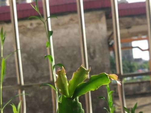 【嫁接】蟹爪兰绑到这上面,开花直冲房顶,还能多活10年