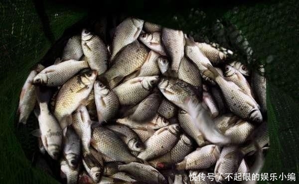 顾不上:野河钓鲫,环境优美,恰似人间天堂,却遭遇“电工”洗劫