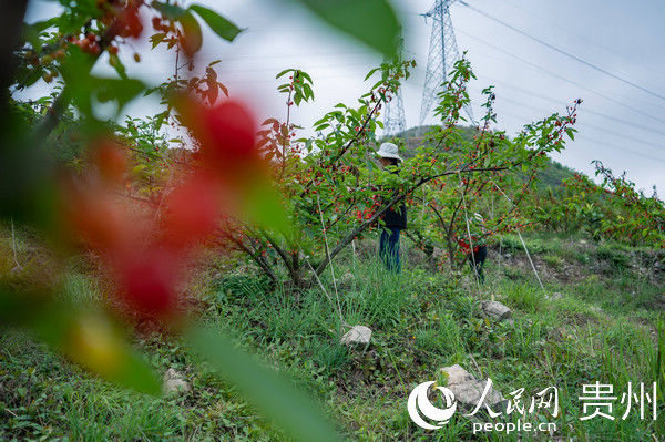  大方@贵州大方：千亩荒山变果园 拓宽群众致富路