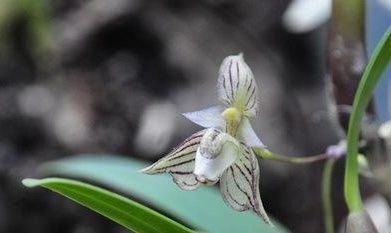  「人称」它长在石缝中，人称“芳香石豆兰”，价值珍贵且少见，遇到请重视