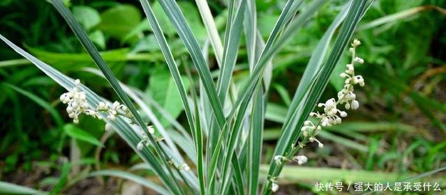十年前还是普通的农村野草，十年后摇身一变就成了癌症救星